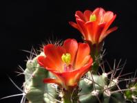 Thumbnail of 1268_Echinocereus triglochidiathus paucispinus_20130505-001.JPG